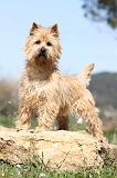 CAIRN TERRIER 231